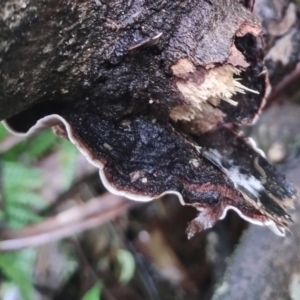 Xylobolus illudens at Bodalla State Forest - 5 Jul 2024