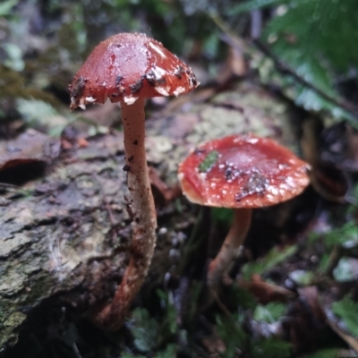 Leratiomcyes ceres (Red Woodchip Fungus) at Kianga, NSW - 5 Jul 2024 by Teresa