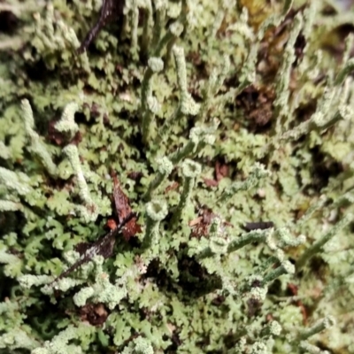 Unidentified Lichen, Moss or other Bryophyte at Kianga, NSW - 5 Jul 2024 by Teresa