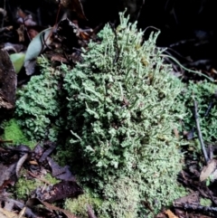 Cladonia sp. (genus) at Bodalla State Forest - 5 Jul 2024