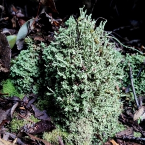 Cladonia sp. (genus) at Bodalla State Forest - 5 Jul 2024 11:35 AM