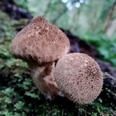 Lycoperdon sp. at Bodalla State Forest - 5 Jul 2024 by Teresa