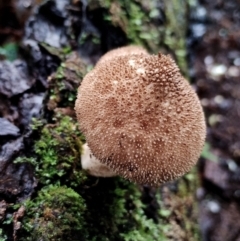 Lycoperdon sp. at Box Cutting Rainforest Walk - 5 Jul 2024 10:30 AM