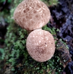 Lycoperdon sp. at Box Cutting Rainforest Walk - 5 Jul 2024 10:30 AM