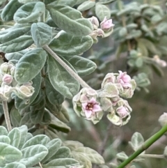 Unidentified Other Wildflower or Herb at Bournda, NSW - 5 Jul 2024 by Clarel