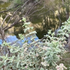 Zieria littoralis at Bournda, NSW - 6 Jul 2024