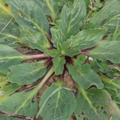Echium plantagineum (Paterson's Curse) at Ginninderry Conservation Corridor - 5 Jul 2024 by AlisonMilton