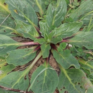 Echium plantagineum at Ginninderry Conservation Corridor - 5 Jul 2024