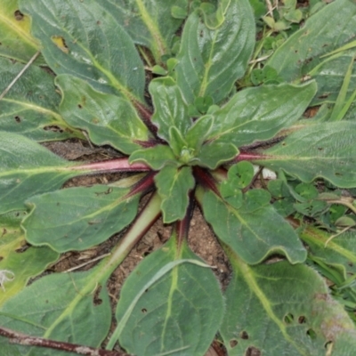 Echium plantagineum (Paterson's Curse) at Ginninderry Conservation Corridor - 5 Jul 2024 by AlisonMilton