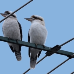 Dacelo novaeguineae (Laughing Kookaburra) at Wollondilly Local Government Area - 30 Jun 2024 by Freebird