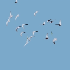 Eolophus roseicapilla at Tahmoor, NSW - 6 Jul 2024 03:06 PM