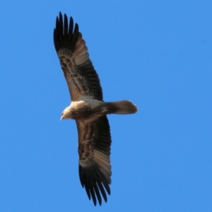 Haliastur sphenurus at Wonga Wetlands - 6 Jul 2024 10:50 AM