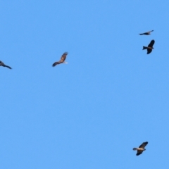 Haliastur sphenurus at Wonga Wetlands - 6 Jul 2024 10:50 AM