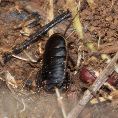 Melanozosteria dookiensis (Dookie woodland cockroach) at Ginninderry Conservation Corridor - 5 Jul 2024 by AlisonMilton