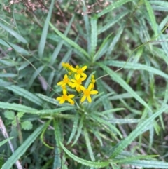 Senecio linearifolius var. denticulatus (Toothed Fireweed Groundsel) at Bournda National Park - 5 Jul 2024 by Clarel