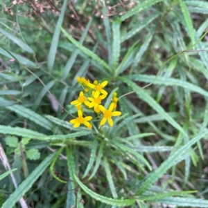 Senecio linearifolius var. denticulatus at Bournda Environment Education Centre - 5 Jul 2024 03:07 PM