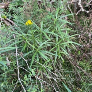 Senecio linearifolius var. denticulatus at Bournda Environment Education Centre - 5 Jul 2024 03:07 PM