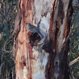 Colluricincla harmonica at Wonga Wetlands - 6 Jul 2024