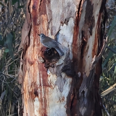 Colluricincla harmonica (Grey Shrikethrush) at Albury - 6 Jul 2024 by KylieWaldon