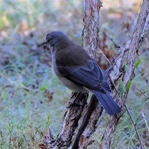 Colluricincla harmonica at Wonga Wetlands - 6 Jul 2024