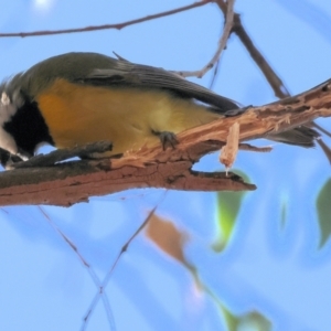 Falcunculus frontatus at Wonga Wetlands - 6 Jul 2024