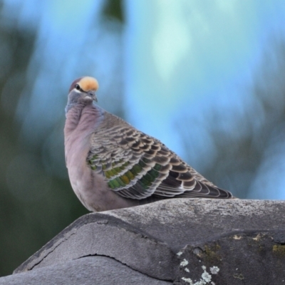 Phaps chalcoptera (Common Bronzewing) at Wollondilly Local Government Area - 2 Jul 2024 by Freebird