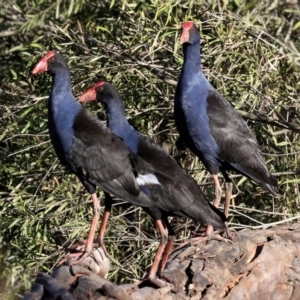 Porphyrio melanotus at Splitters Creek, NSW - 6 Jul 2024