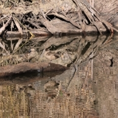 Anas gracilis at Splitters Creek, NSW - 6 Jul 2024