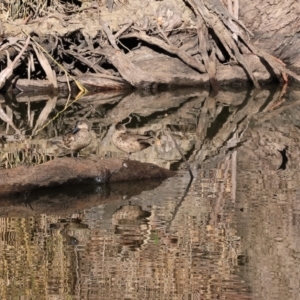 Anas gracilis at Splitters Creek, NSW - 6 Jul 2024 10:36 AM