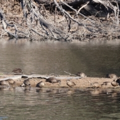 Anas gracilis at Splitters Creek, NSW - 6 Jul 2024