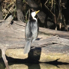 Microcarbo melanoleucos (Little Pied Cormorant) at Splitters Creek, NSW - 6 Jul 2024 by KylieWaldon