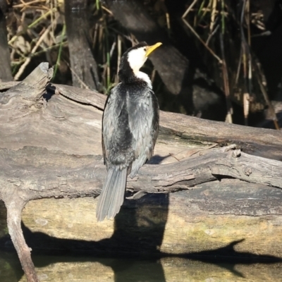 Microcarbo melanoleucos (Little Pied Cormorant) at Splitters Creek, NSW - 5 Jul 2024 by KylieWaldon