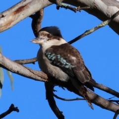 Dacelo novaeguineae (Laughing Kookaburra) at Splitters Creek, NSW - 6 Jul 2024 by KylieWaldon