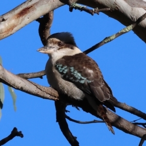 Dacelo novaeguineae (Laughing Kookaburra) at Splitters Creek, NSW by KylieWaldon