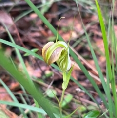 Pterostylis grandiflora (Cobra Greenhood) at Ulladulla Wildflower Reserve - 30 Jun 2024 by Clarel