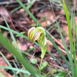 Pterostylis grandiflora at Ulladulla Wildflower Reserve - suppressed