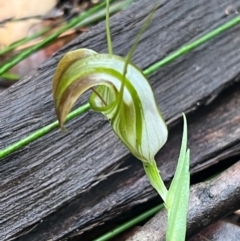 Pterostylis grandiflora at Ulladulla Wildflower Reserve - suppressed