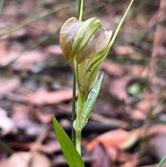 Pterostylis grandiflora at Ulladulla Wildflower Reserve - suppressed