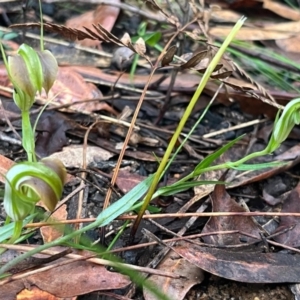 Pterostylis grandiflora at Ulladulla Wildflower Reserve - suppressed