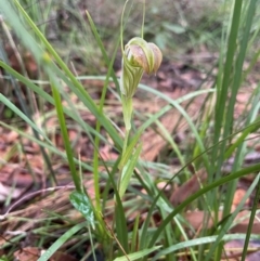 Pterostylis grandiflora at Ulladulla Wildflower Reserve - suppressed