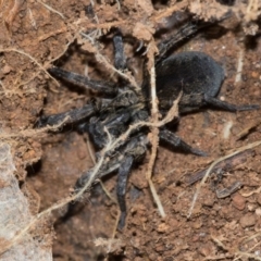 Lycosidae (family) (Unidentified wolf spider) at Ginninderry Conservation Corridor - 5 Jul 2024 by AlisonMilton