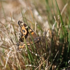 Junonia villida (Meadow Argus) at Kama - 6 Jul 2024 by VanceLawrence