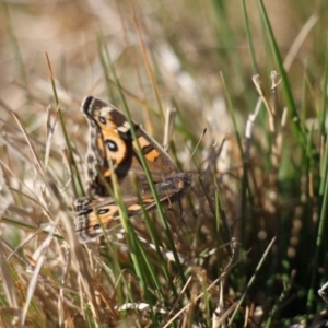 Junonia villida at Kama - 6 Jul 2024