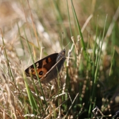 Junonia villida at Kama - 6 Jul 2024