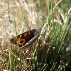 Junonia villida at Kama - 6 Jul 2024