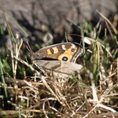 Junonia villida at Kama - 6 Jul 2024