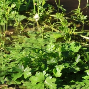 Ranunculus sceleratus subsp. sceleratus at Albury - 6 Jul 2024