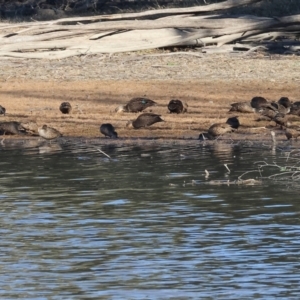 Anas superciliosa at Splitters Creek, NSW - 6 Jul 2024