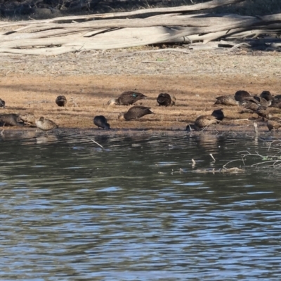 Anas superciliosa (Pacific Black Duck) at Splitters Creek, NSW - 6 Jul 2024 by KylieWaldon