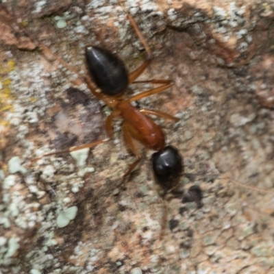 Camponotus nigriceps (Black-headed sugar ant) at Strathnairn, ACT - 5 Jul 2024 by AlisonMilton